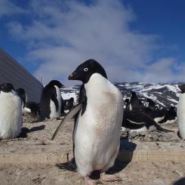 2015-16 Adélie penguins outside Stores hut (001)