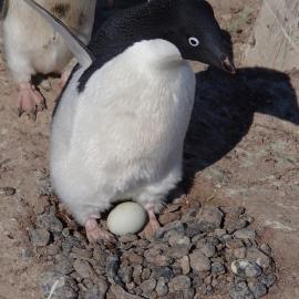2015-16 Adélie penguin at Cape Adare (001)