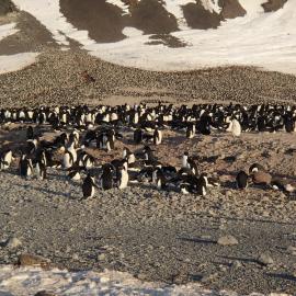 2015-16 Adélie penguins at Cape Adare (003)