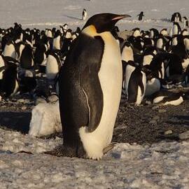 2015-16 Emperor penguin at Cape Adare