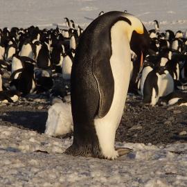2015-16 Emperor penguin at Cape Adare (001)