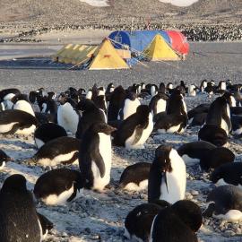 2015-16 Adélie penguins at Cape Adare (004)