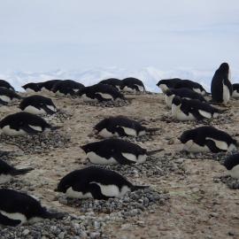 2015-16 Adélie penguins at Cape Adare (008)