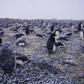 2015-16 Adélie penguins at Cape Adare (009)