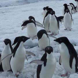 2010-11 Adelie penguins at the AHT field camp