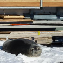 2010-11 Seal at the AHT field camp