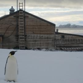 2010-11 Emperor penguin outside Scott's 'Terra Nova' hut, Cape Evans