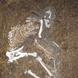 2010-11 Dog Skeleton in the stables at Cape Evans