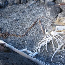 2010-11 Dog skeleton at Cape Evans
