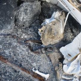 2010-11 Dog skeleton at Cape Evans