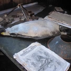 2010-11 Artefacts on the chart table inside Scott's 'Terra Nova' hut, Cape Evans
