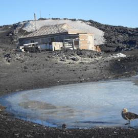 2010-11 Two Skua in water to the North-West of Shackleton's 'Nimrod' hut