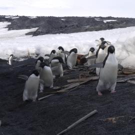 2010-11 Adelie penguins arrive at Scott's 'Terra Nova' hut, Cape Evans