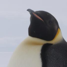 2010-11 Emperor penguin, Cape Evans