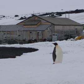 2010-11 Emperor penguin visits Cape Evans