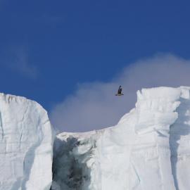 Barne Glacier and Skua