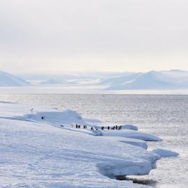 Penguins at Cape Evans