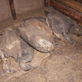 Penguin carcases in Scott's 'Terra Nova' hut