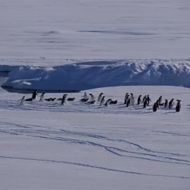 Adélie penguins (003)