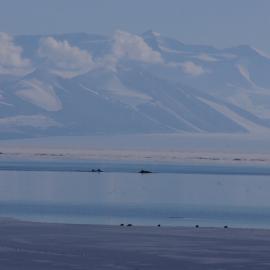 Whales in the bay (001)