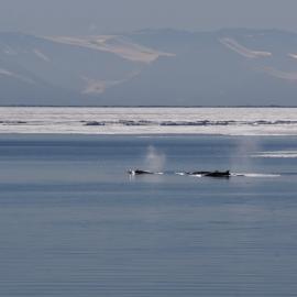 Whales in the bay (003)