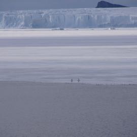 Penguins and Barne Glacier
