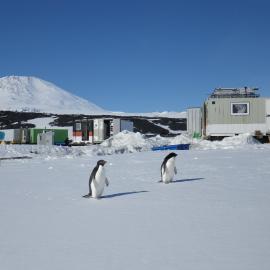 Adélie penguins at Cape Evans 