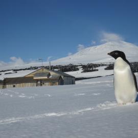 Adélie penguin and Scott's 'Terra Nova' hut