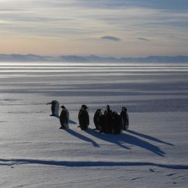 Emperor penguins (003)