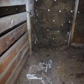 2013 Dog Skeleton, Annex of Scott's 'Terra Nova' hut 