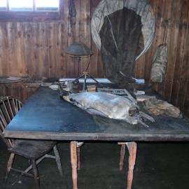 Taxidermied penguin and artefacts on chart table (001)
