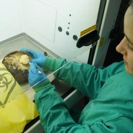 Conservator Marie-Amande Coignard at work