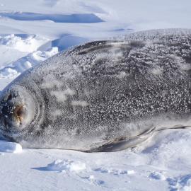 2010-11 A Seal in snow