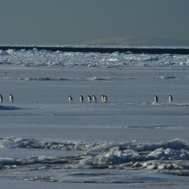 2010-11 Emperor penguins walking in line over the ice