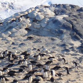 2010-11 Adélie penguin colony at Cape Royds