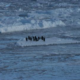 2010-11 A group of Adélie penguins on an ice floe