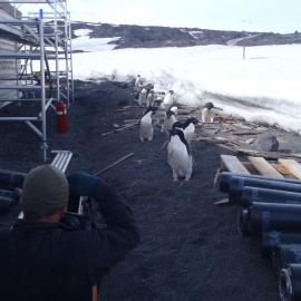 2010-11 A group of Adélie penguins outside Scott's 'Terra Nova' hut