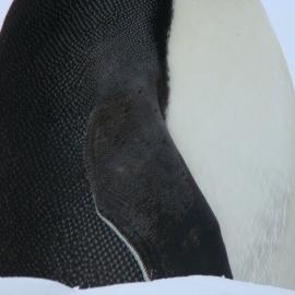 2010-11 Emperor penguin's feathers at Cape Evans