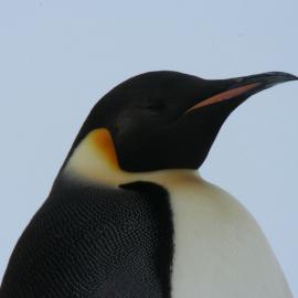 2010-11 An Emperor penguin at Cape Evans