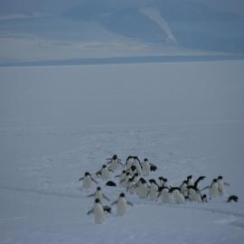 2010-11 A group of Adélie penguins