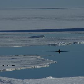 2010-11 A Whale fin in the water