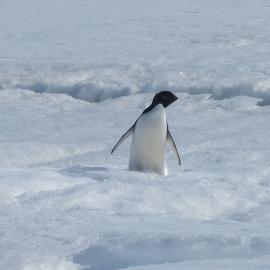 2010-11 Adélie penguin
