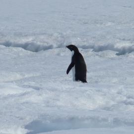 2010-11 Adélie penguin