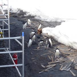 2010-11 Adélie penguins visit the worksite at Scott's 'Terra Nova' hut, Cape Evans (001)