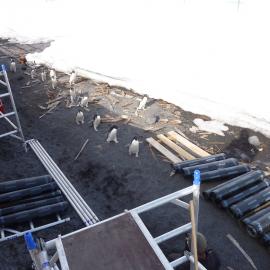 2010-11 Adélie penguins visit the worksite at Scott's 'Terra Nova' hut, Cape Evans (001)