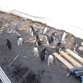 2010-11 Adélie penguins visit the worksite at Scott's 'Terra Nova' hut, Cape Evans (001)