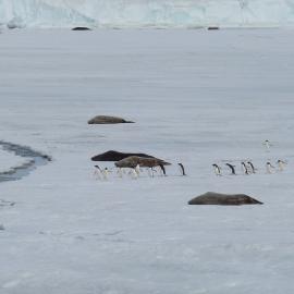 2010-11 Group of Adélie penguins travel past resting Weddell Seals (001)