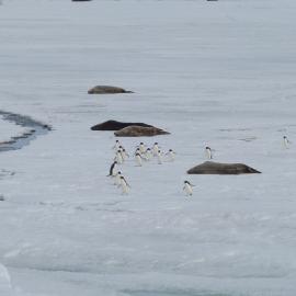 2010-11 Group of Adélie penguins travel past resting Weddell Seals (001)