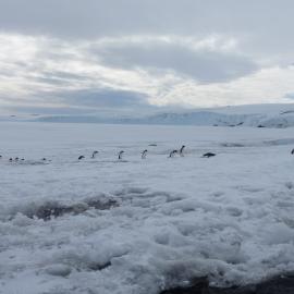 2010-11 A group of Adélie penguins coming 'ashore' at Home Beach, Cape Evans (001)