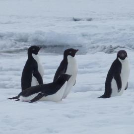 2010-11 A group of Adélie penguins coming 'ashore' at Home Beach, Cape Evans (002)